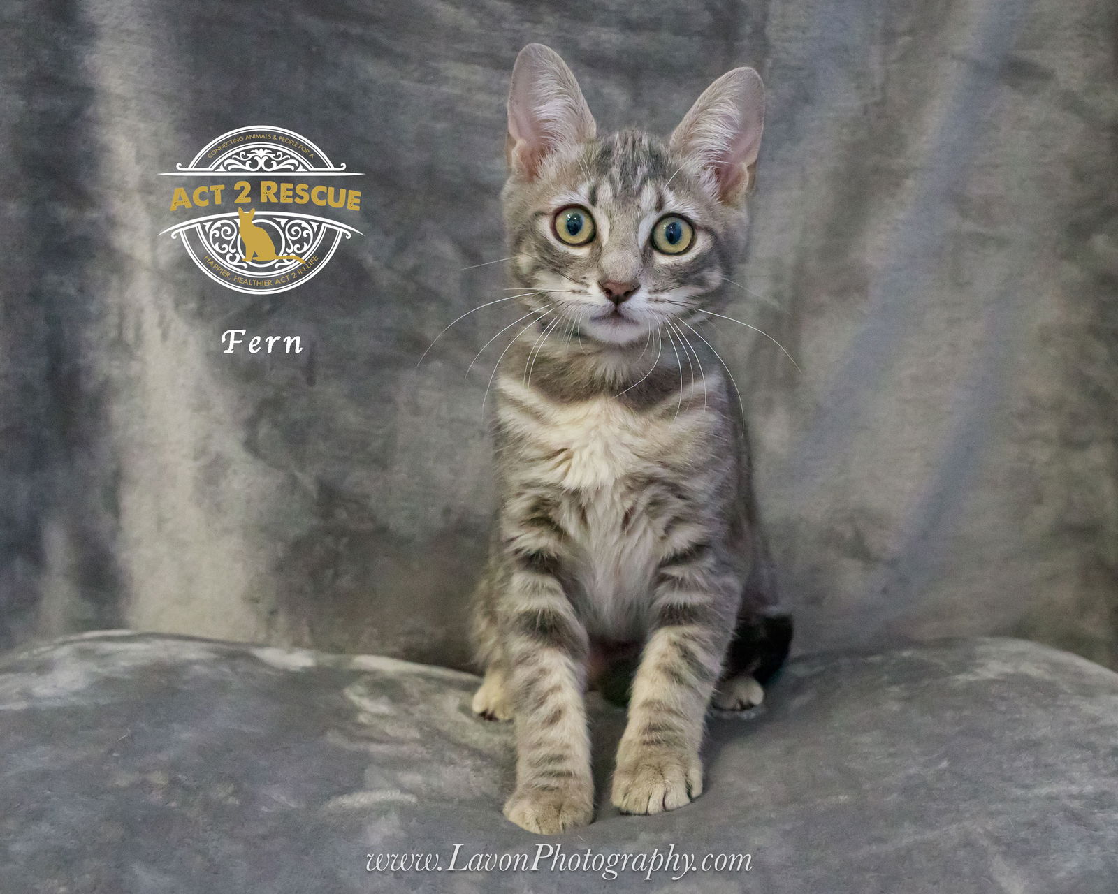 adoptable Cat in Riverside, CA named Fern