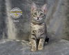 adoptable Cat in  named Fern