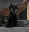 Toothless