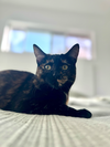 Juniper 3