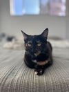 Juniper 3