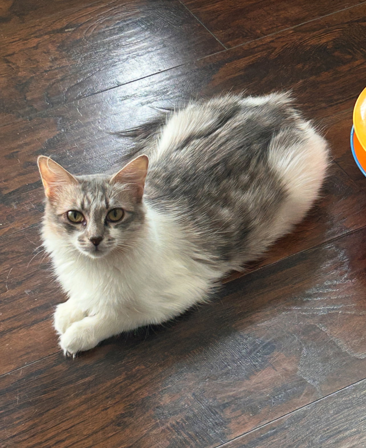Priscilla Image