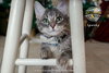 Spanky - Photo 2