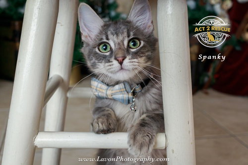 SPANKY - Domestic Medium Hair available for adoption