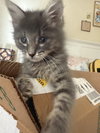 Rascal 2