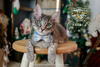 Rascal 2