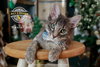 Rascal 2