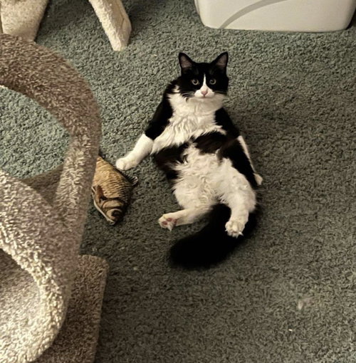 SKY (BONDED WITH BENNY) - Domestic Medium Hair available for adoption