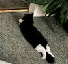 Sky (bonded with Benny) - Photo 3
