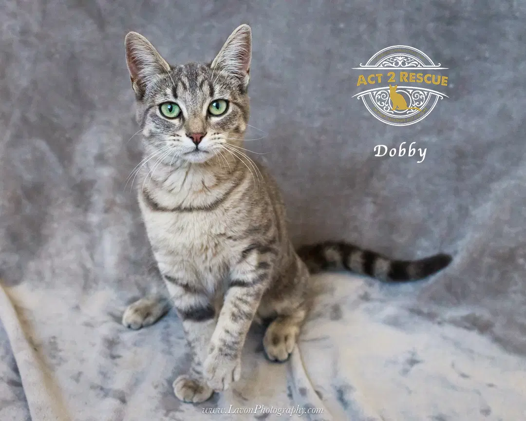 Dobby image 2