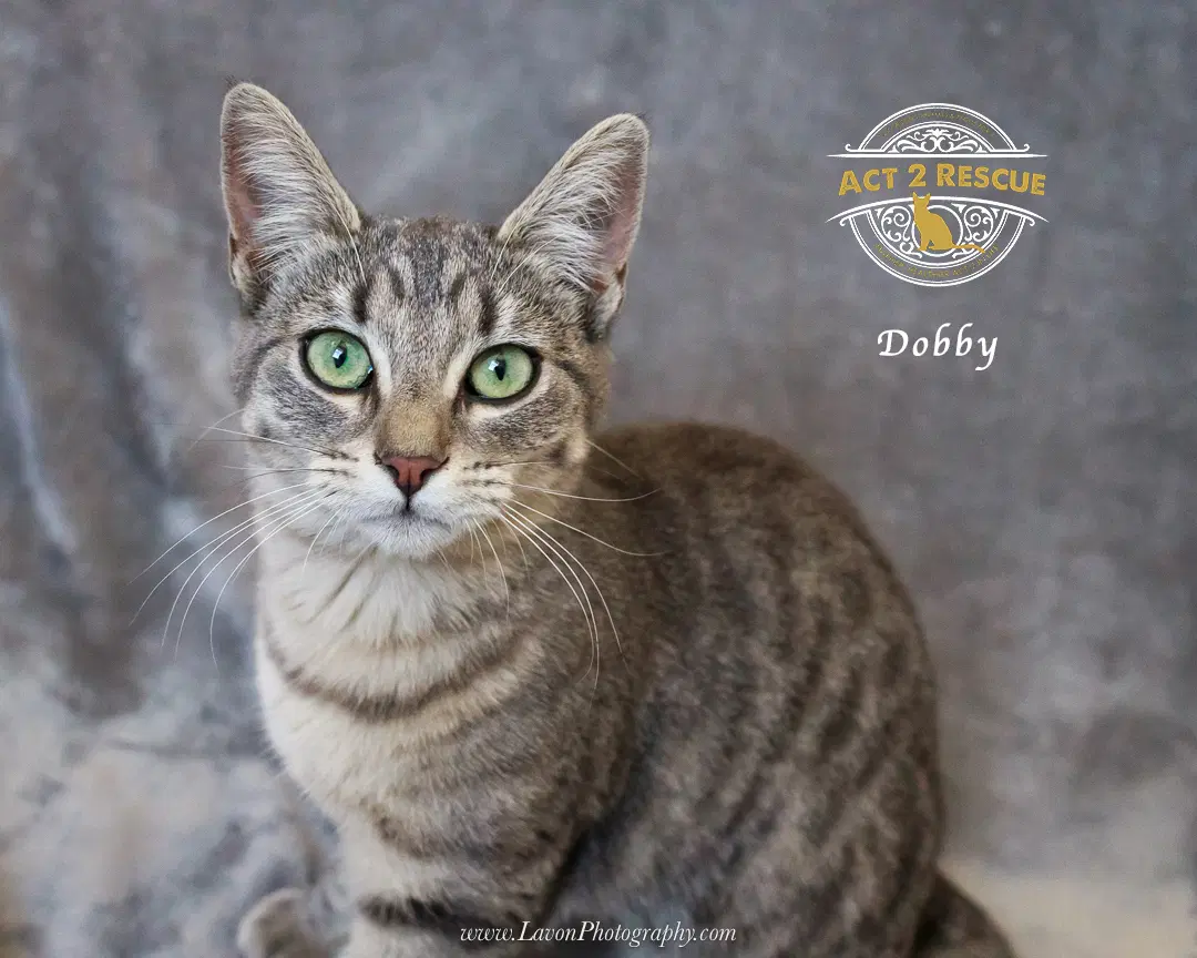 Dobby image 3