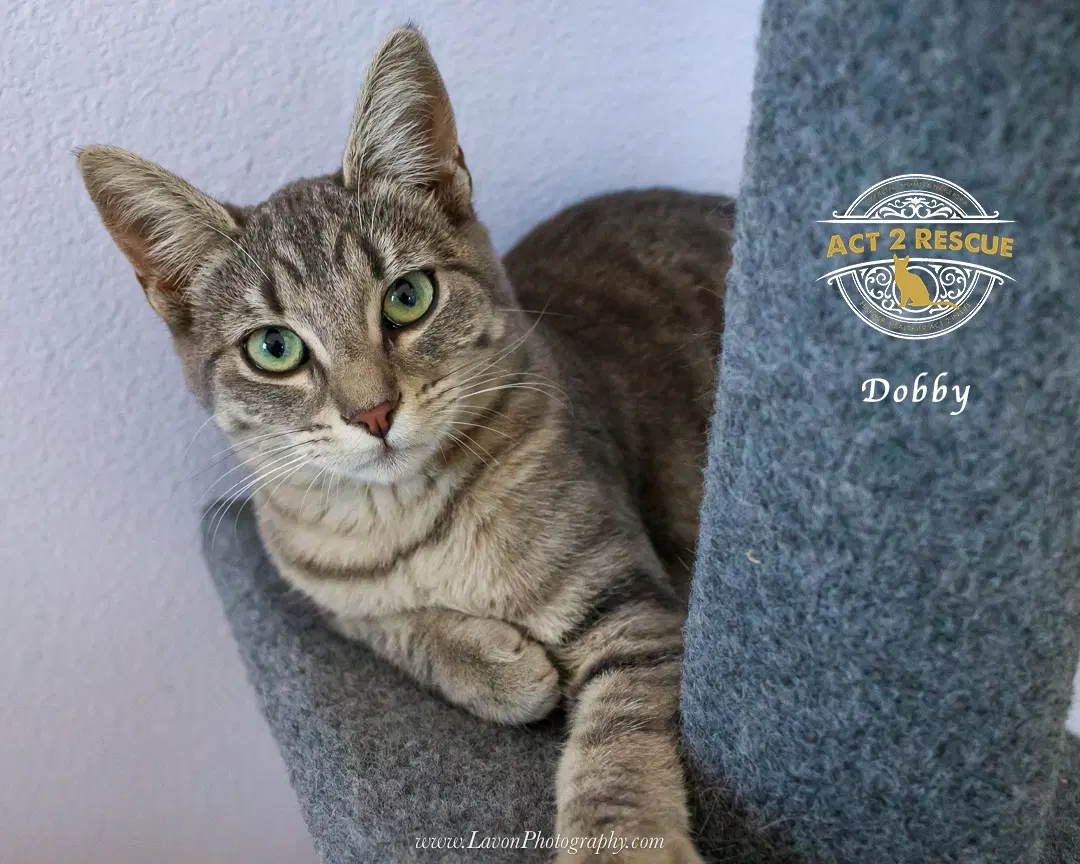 Dobby image 4