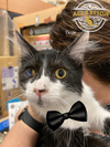 Tuxie