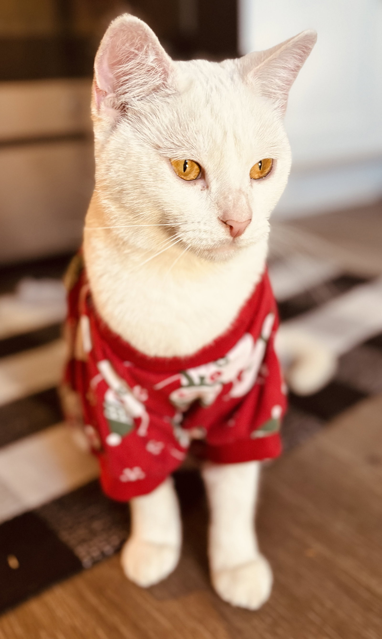 Duchess Image