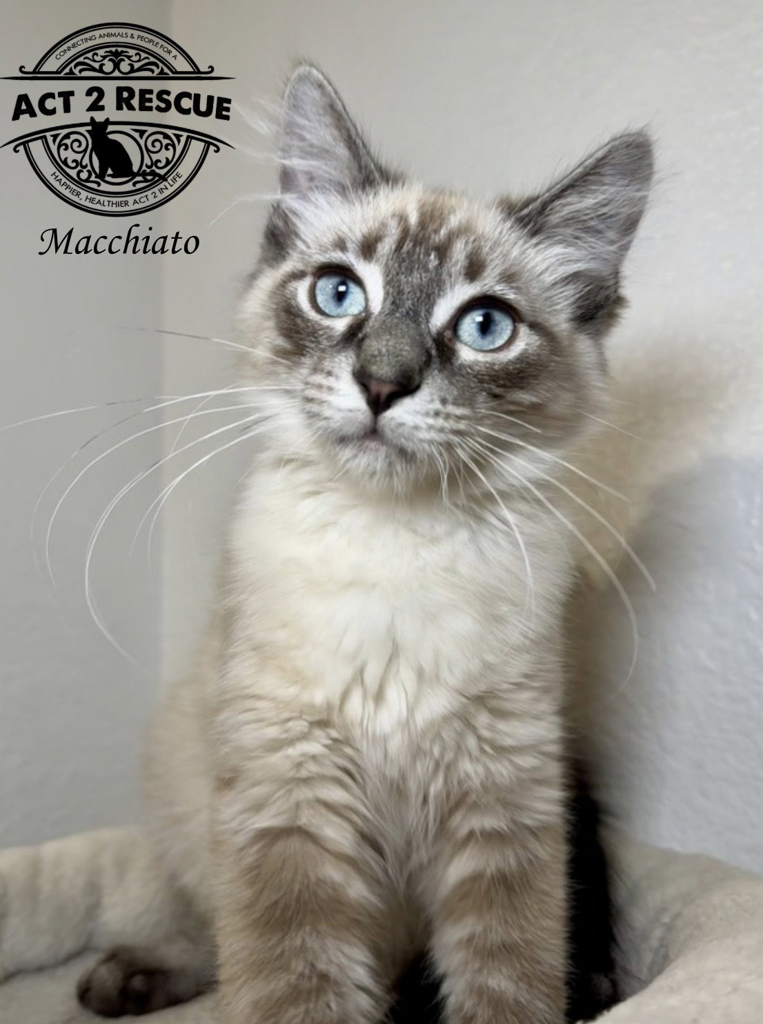 Macchiato