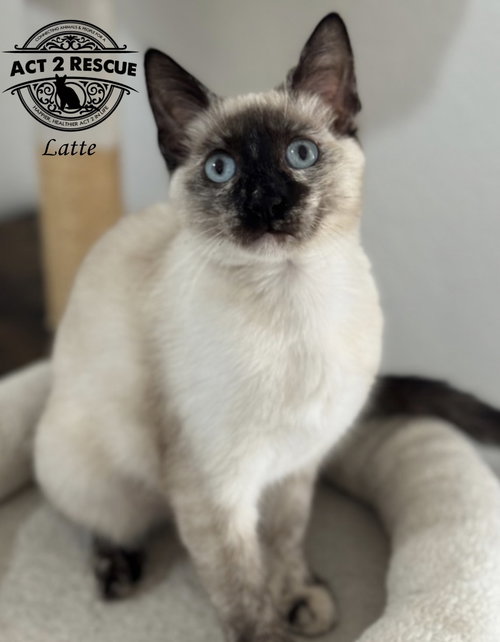 Latte
