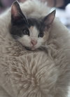 Missy