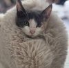 Missy