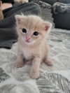 Loki