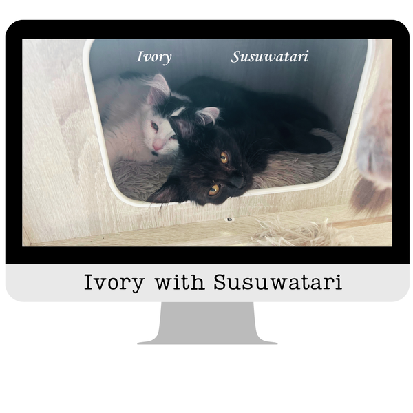 Ivory