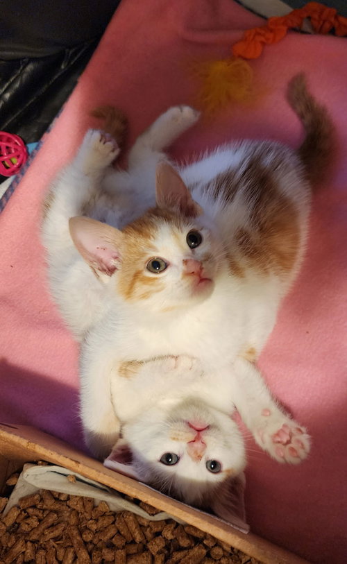 Harper