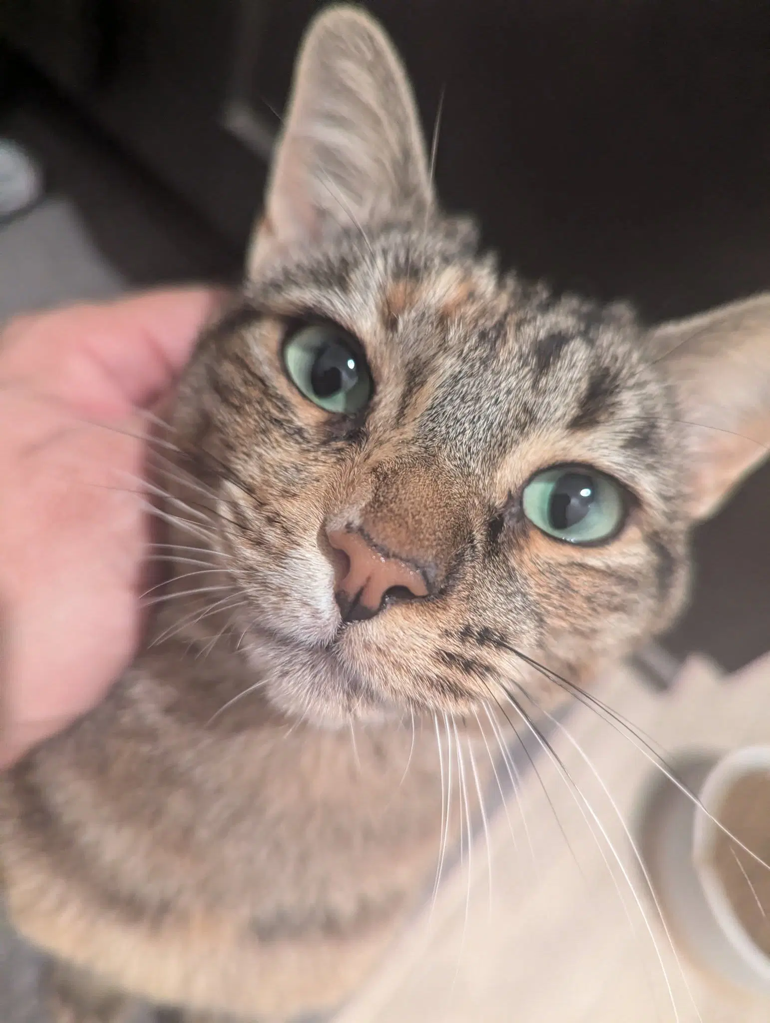 Cinnamon - Domestic Short Hair