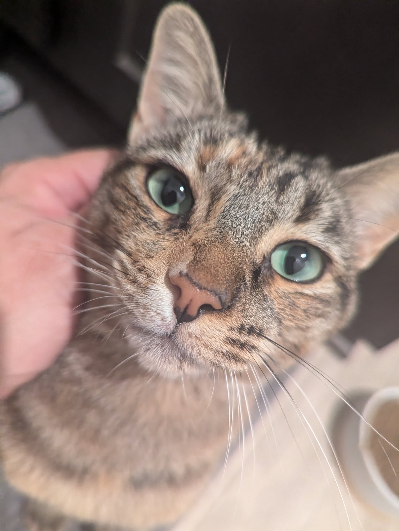 Cinnamon