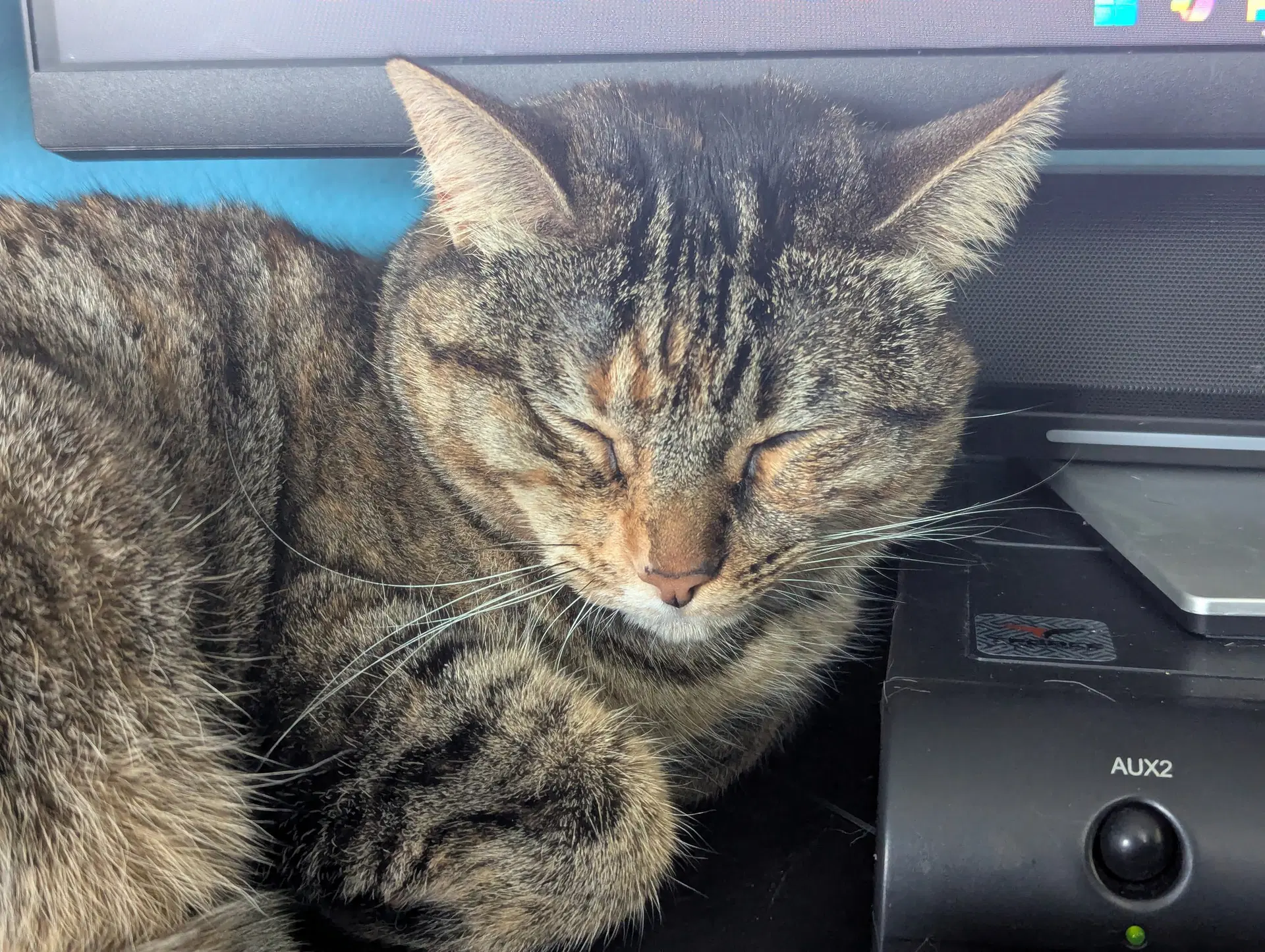 Cinnamon image 2
