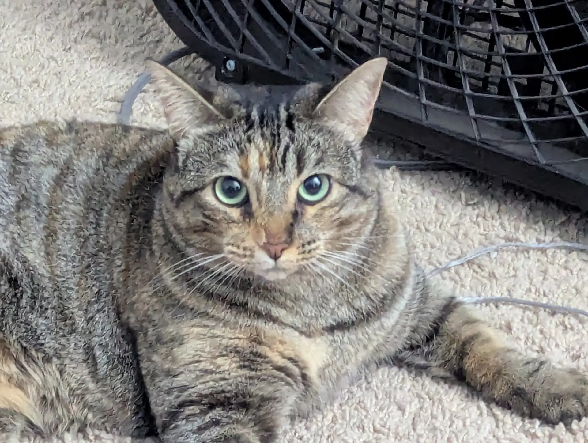 Cinnamon image 3