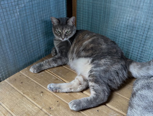 Tabitha