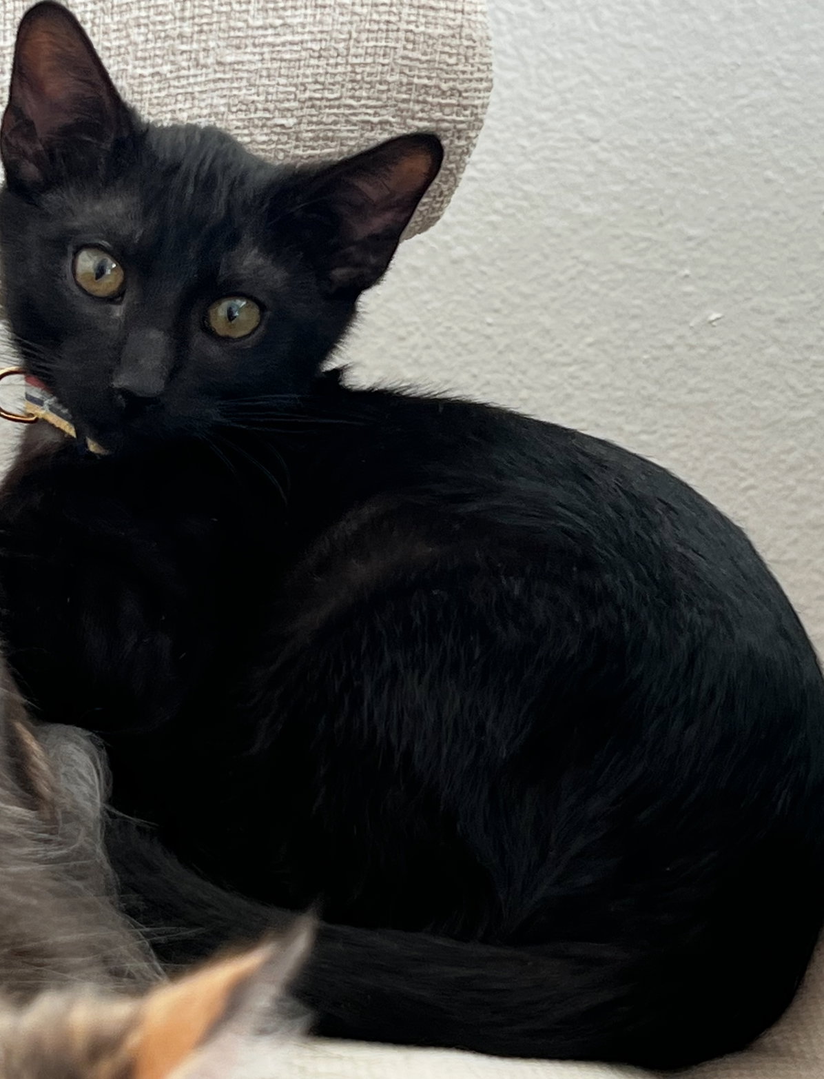 Onyx 2 Image