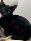 Onyx 2