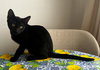 Salem 3