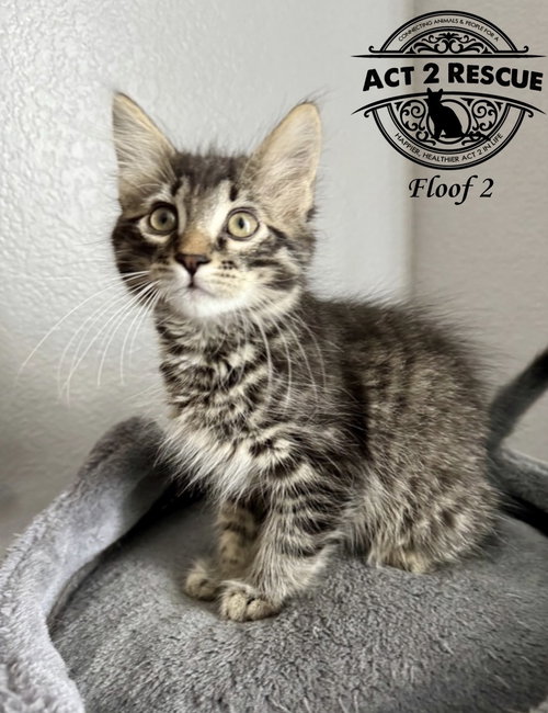 Floof 2