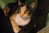 Cali (Bonded with Katniss)