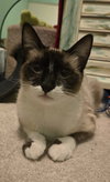 Katniss (Bonded with Cali)