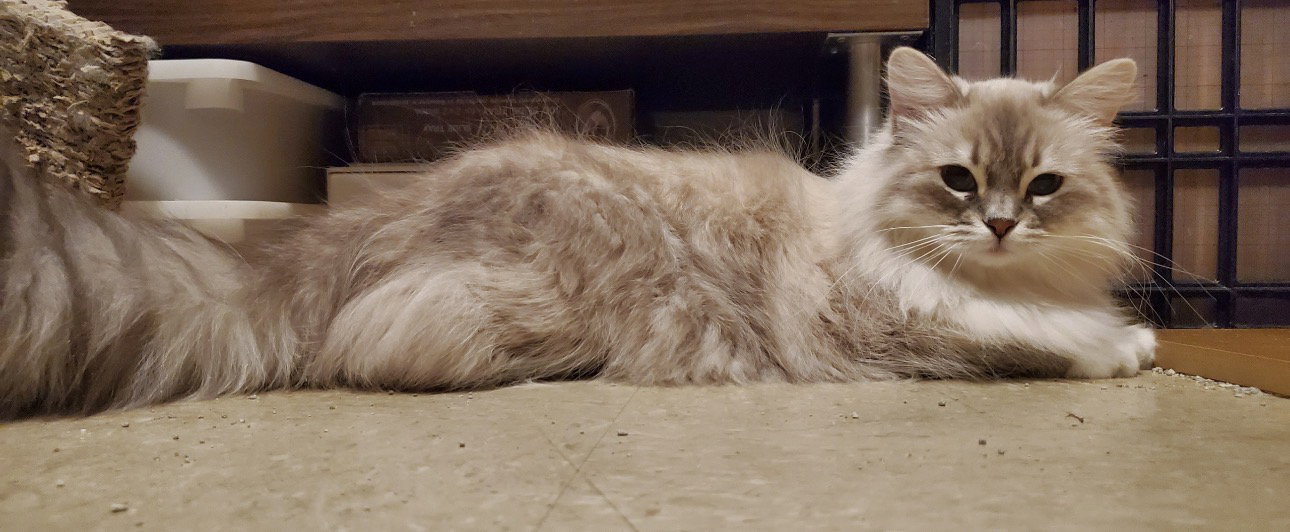 Crumpet, photo 2