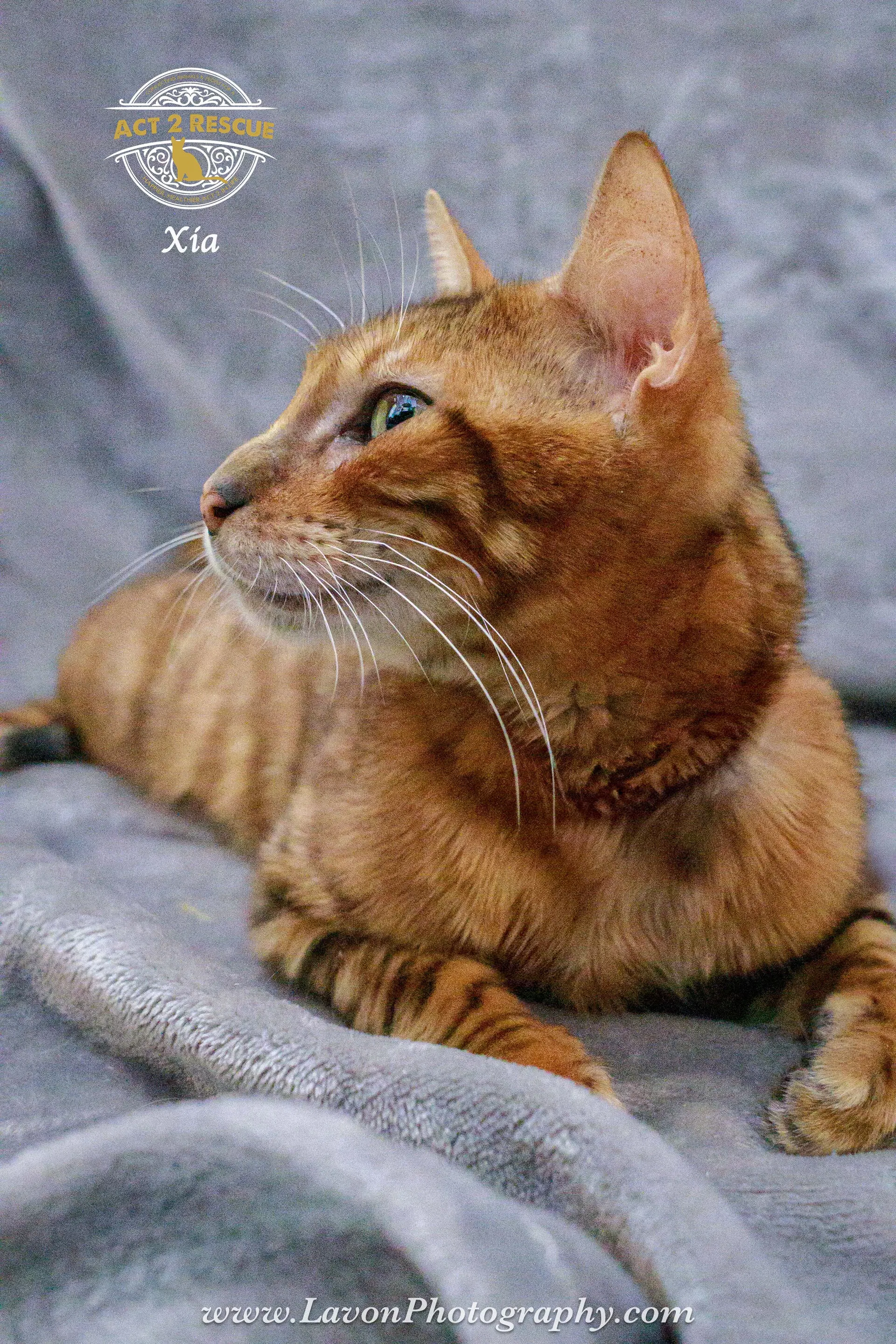 Xia image 4