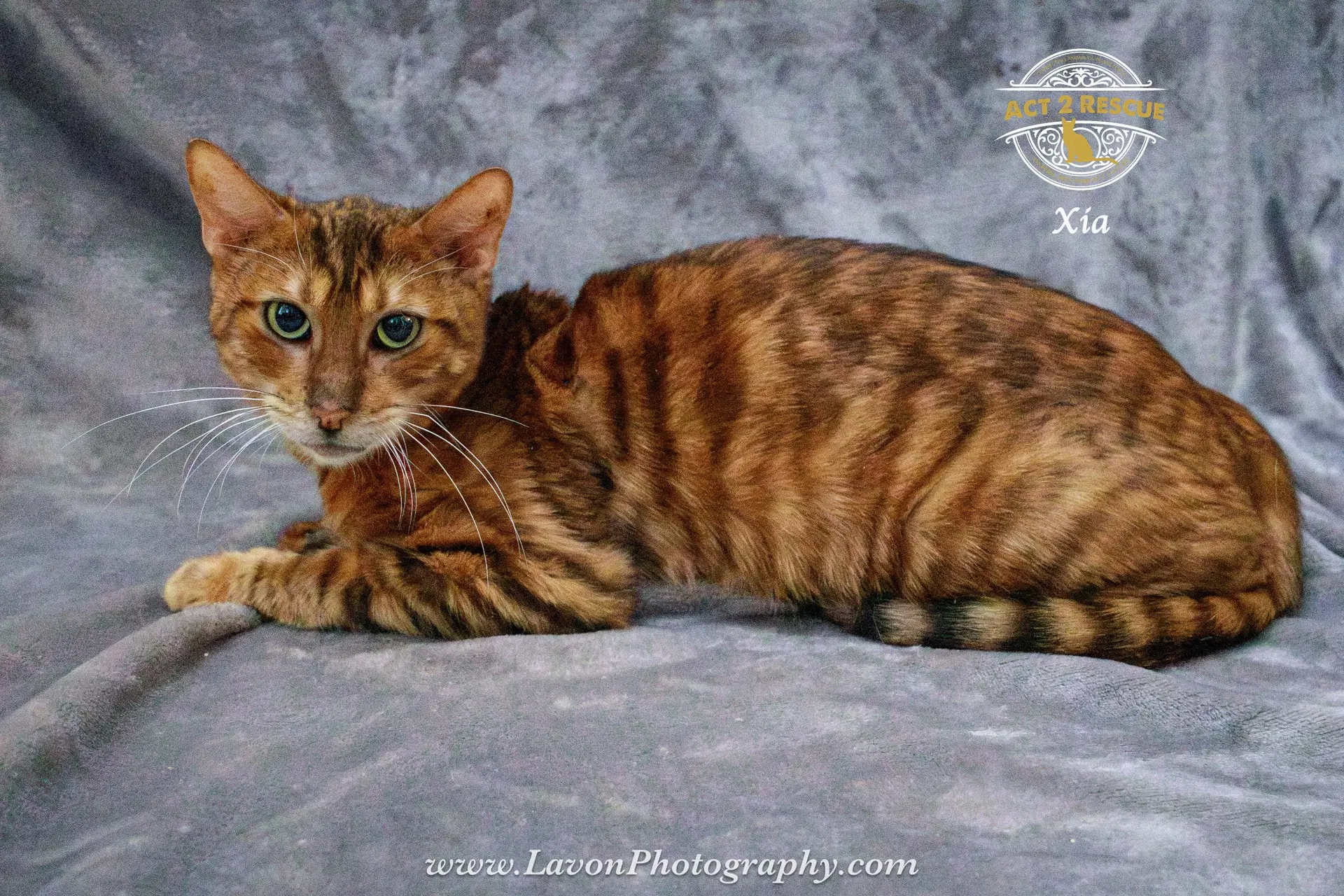 Xia - Bengal