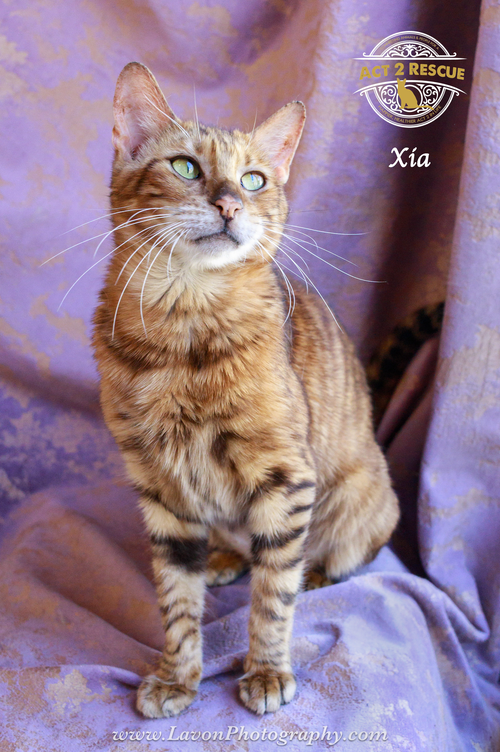 Xia, an adoptable Bengal in Riverside, CA