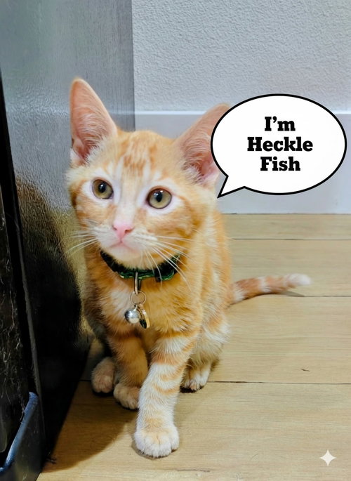Hecklefish, Young Domestic Short Hair / Mixed (short coat), cat for adoption in Brea, California