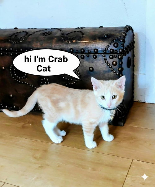 Crabkat, Young Domestic Short Hair / Mixed (short coat), cat for adoption in Brea, California