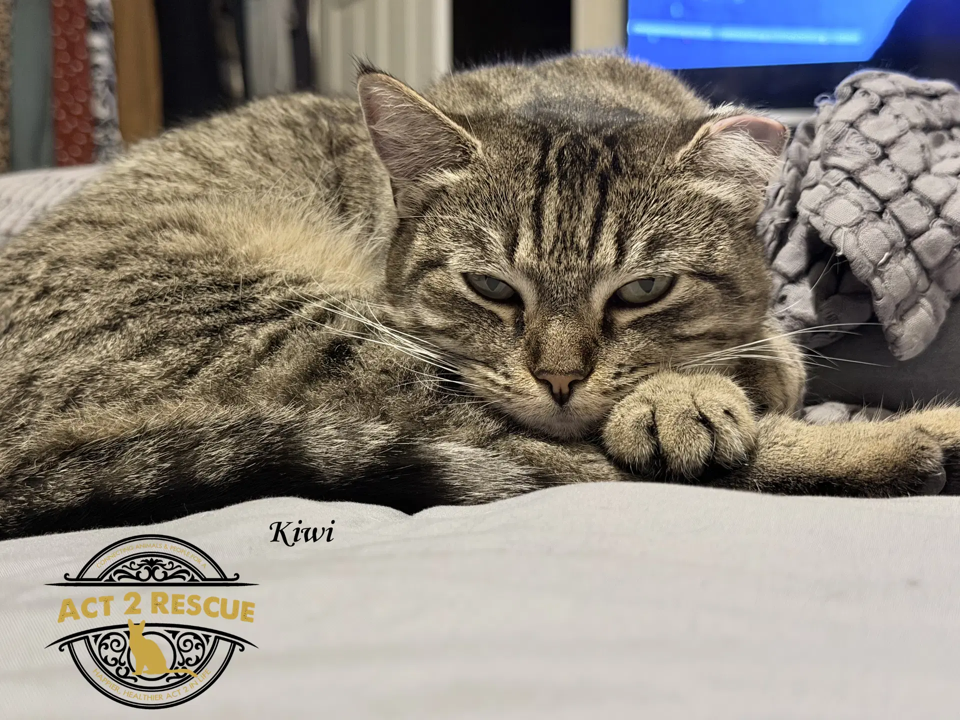 Kiwi - Domestic Short Hair
