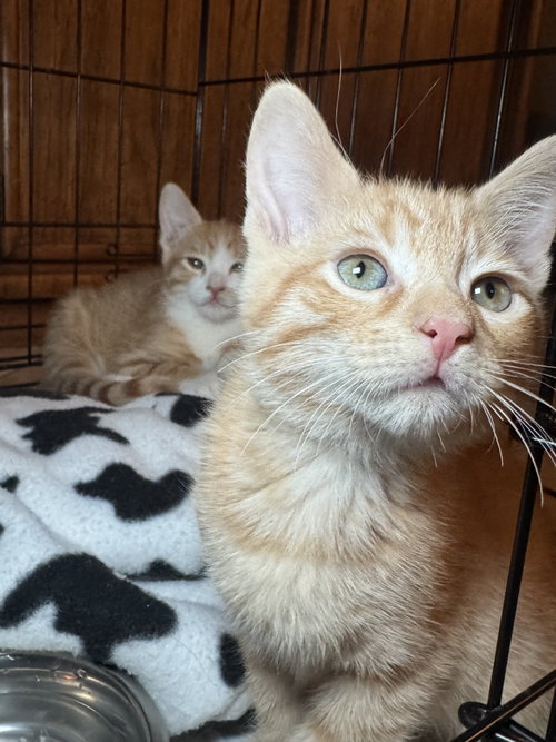 Elwood P. Dowd, Young Domestic Short Hair / Mixed (short coat), cat for adoption in Diamond Bar, California