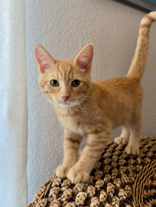 Elwood P. Dowd, Young Domestic Short Hair / Mixed (short coat), cat for adoption in Beaumont, California