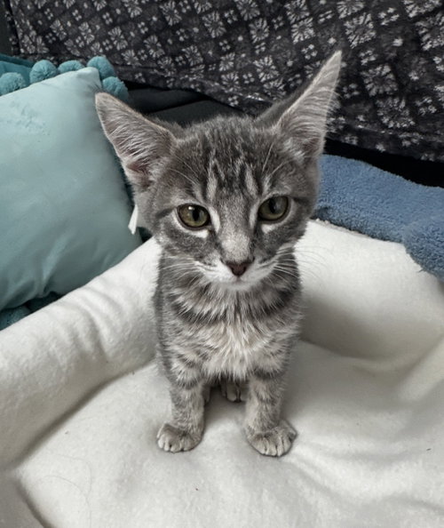 Lilah, Young Domestic Short Hair / Mixed (short coat), cat for adoption in Colton, California