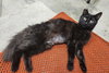 Onyx 3