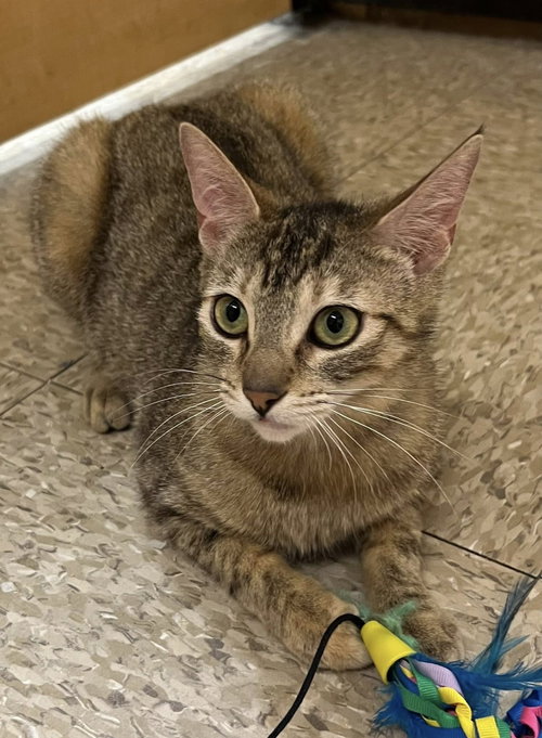 Meow Meow, Young Domestic Short Hair / Mixed (short coat), cat for adoption in Westminster, California