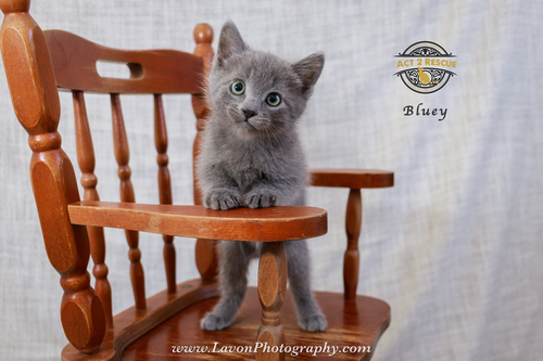 Bluey, an adoptable Russian Blue in Riverside, CA
