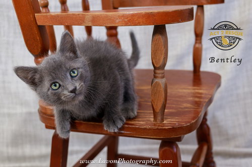 Bentley, an adoptable Russian Blue in Riverside, CA